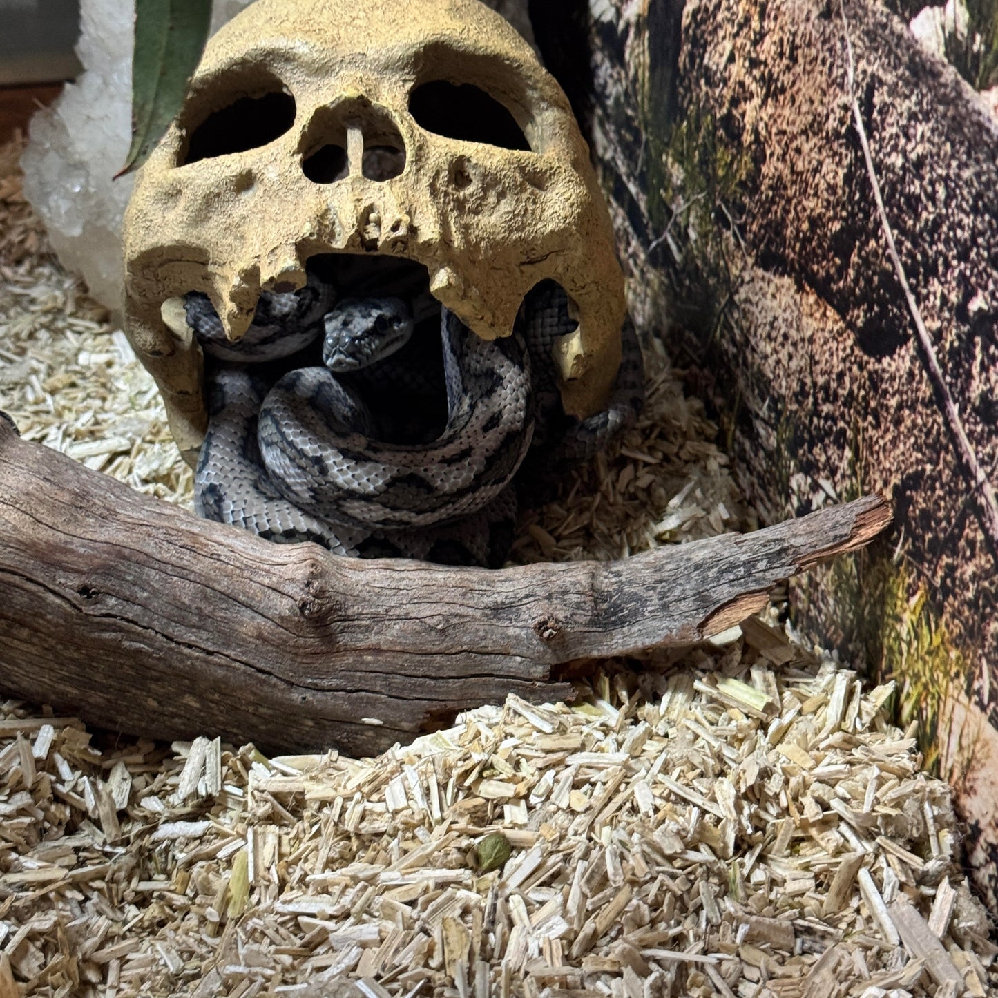Reptile Hemp Bedding