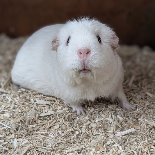 Small Pet Hemp Bedding