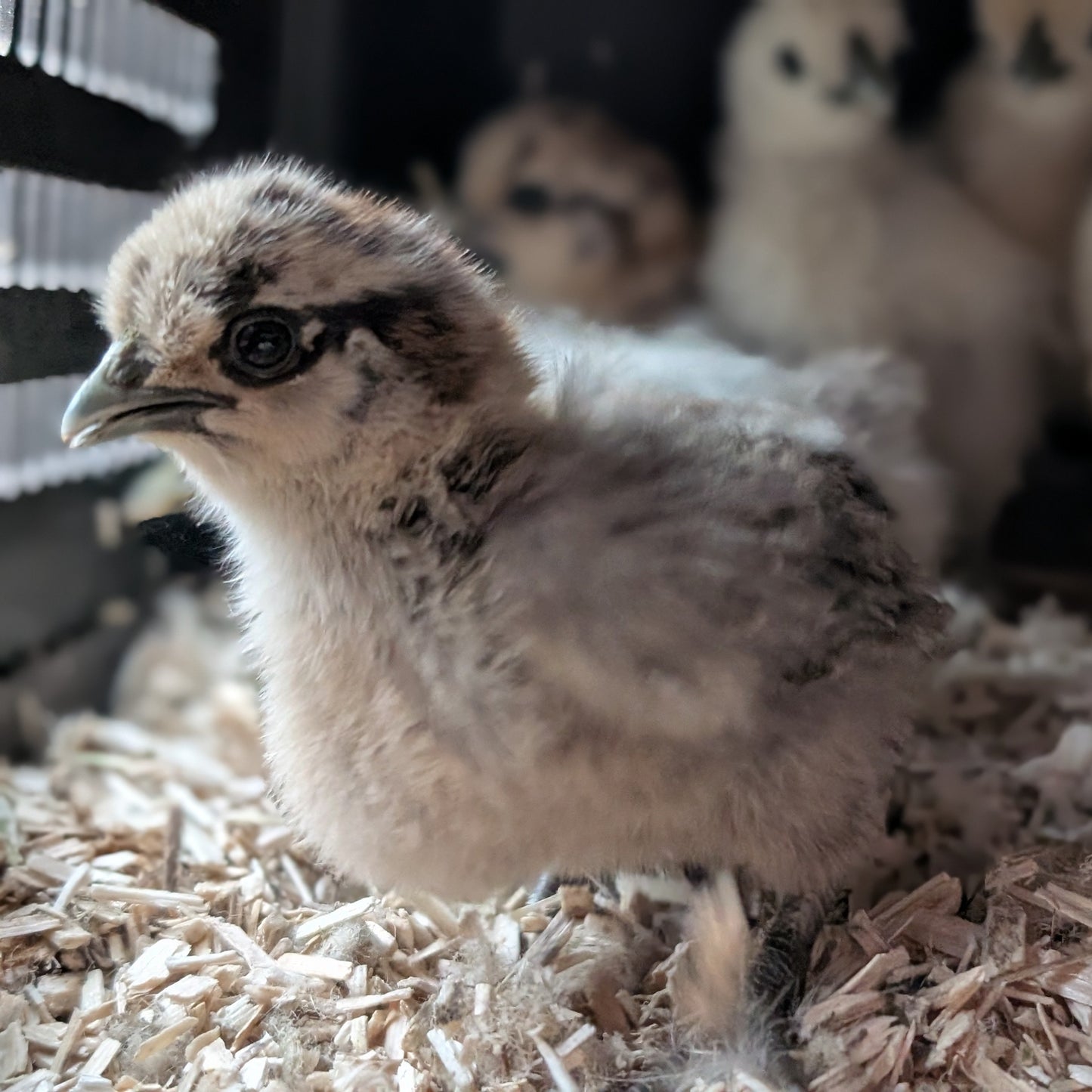 Chook Nest Hemp Bedding