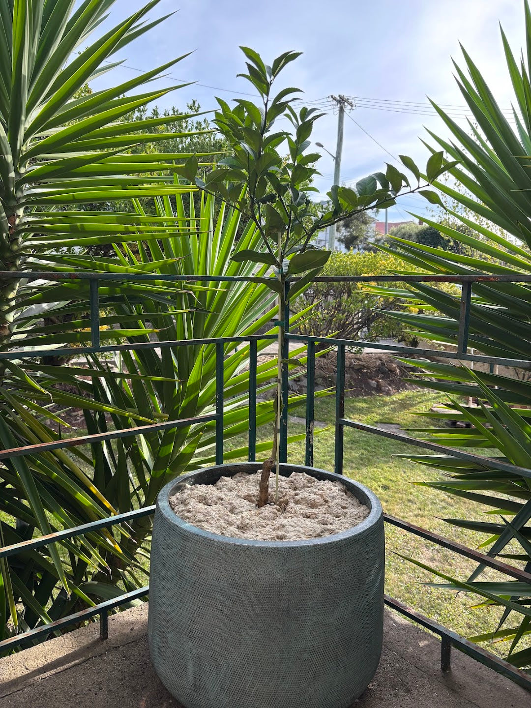 Weed Suppressant