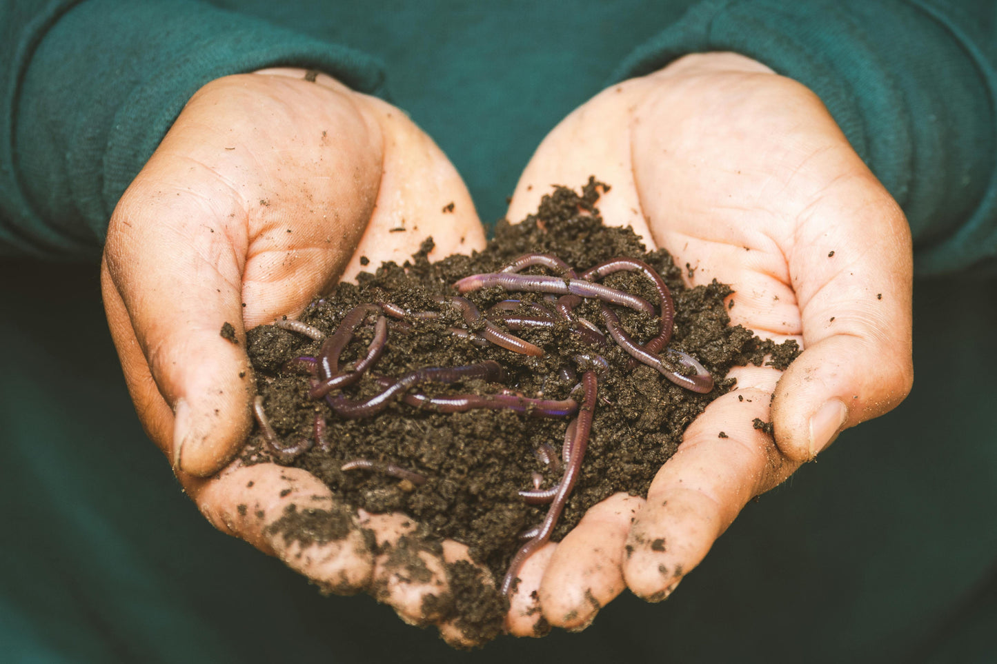 Worm Farm and Compost Conditioner