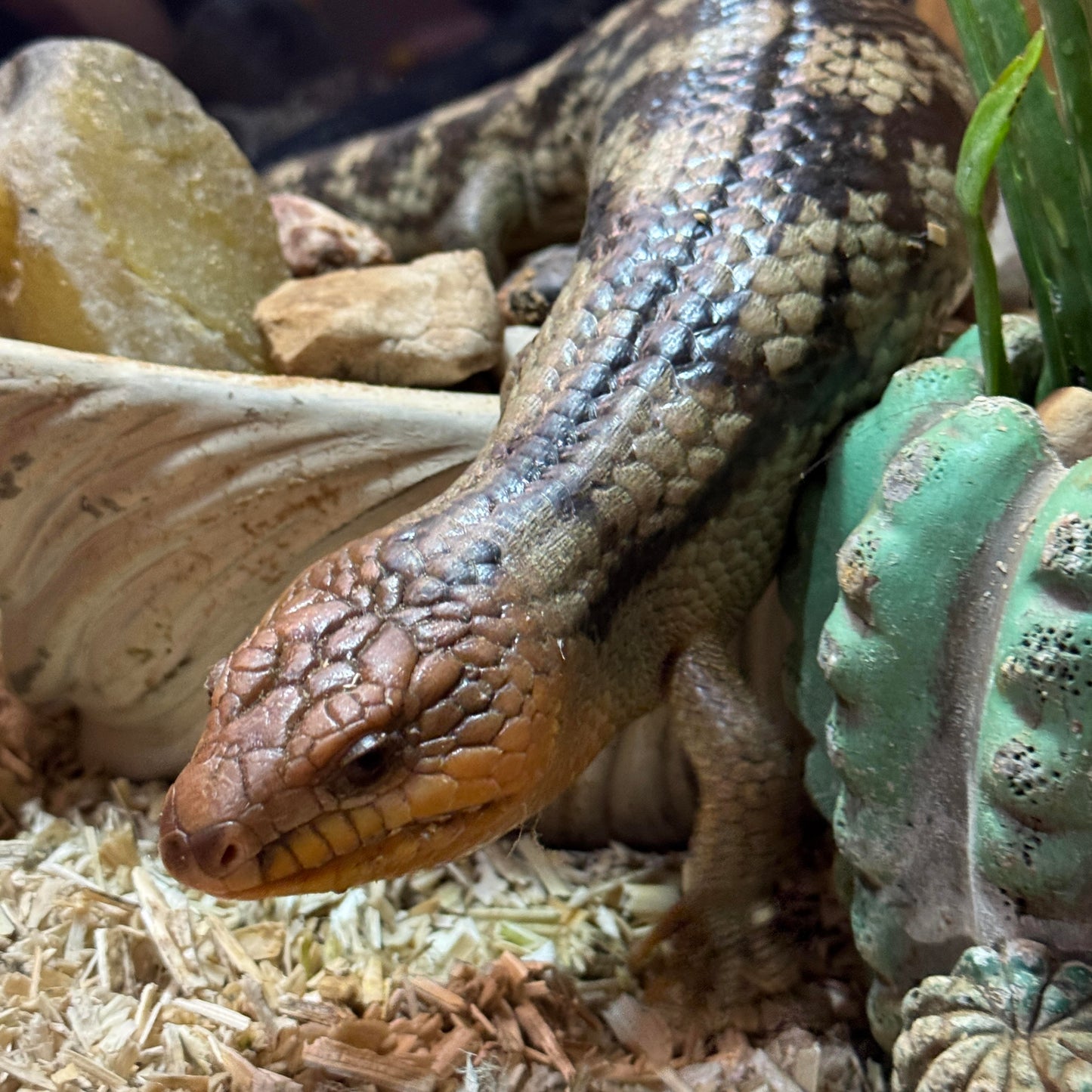 Reptile Hemp Bedding