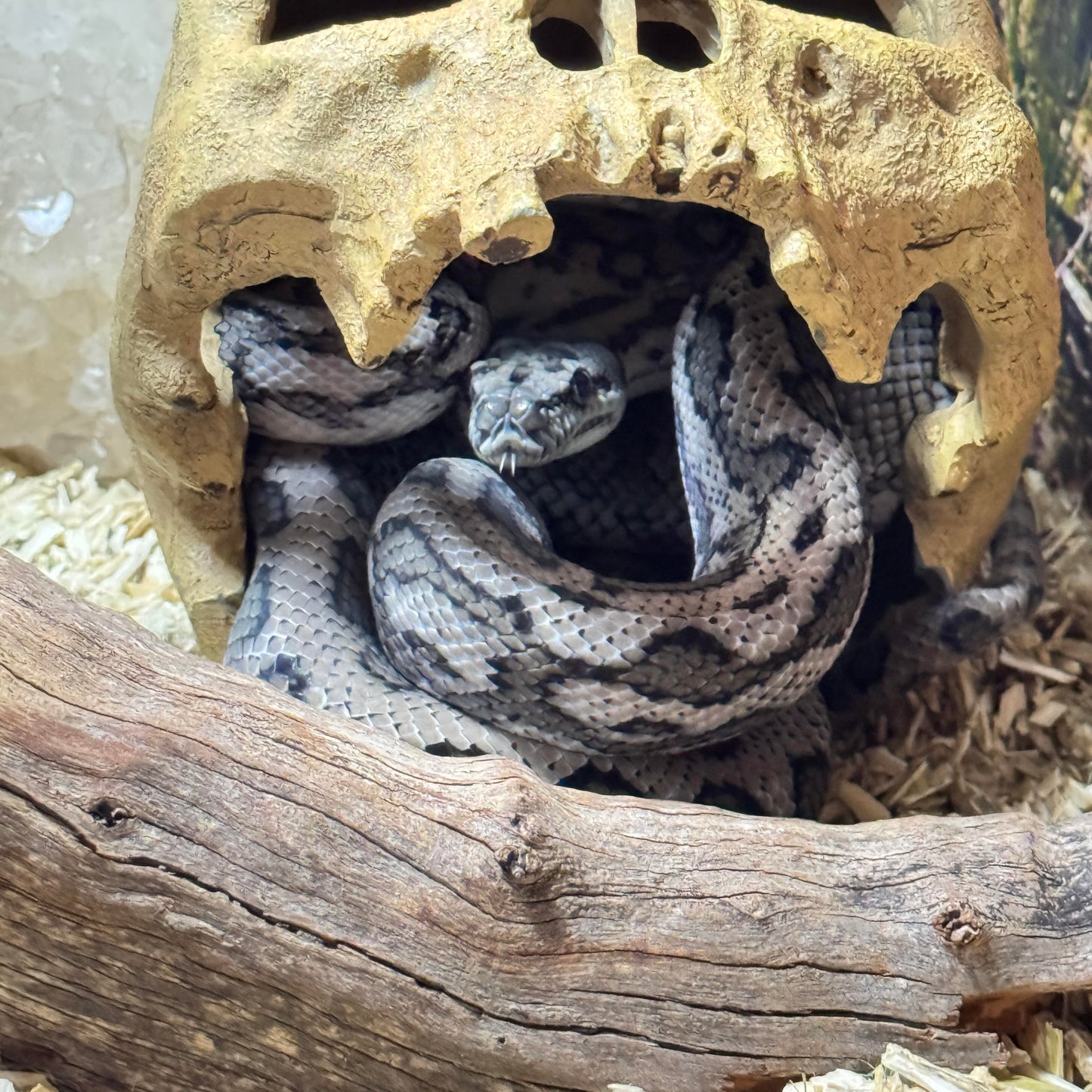 Reptile Hemp Bedding