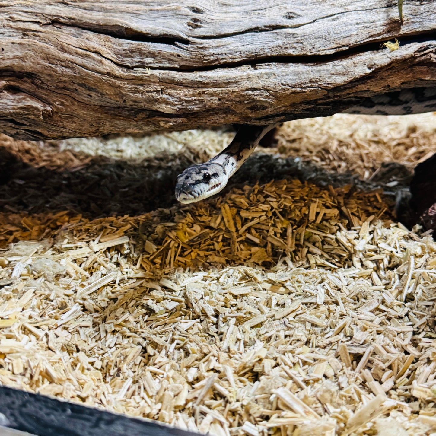Reptile Hemp Bedding